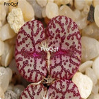250usd Ngryise 50pcs obcordellum picturatum Clanwilliam seed