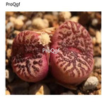 250usd Ngryise 50pcs Obcordellum picturatum SB622 seed