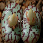 250usd Ngryise 50pcs obcordellum picturatum TS242 seed