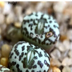 250usd Ngryise 50pcs obcordellum R&Y1985 seed