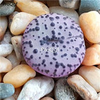 250usd Ngryise 50pcs obcordellum s.p seed