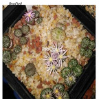 250usd Ngryise 50pcs obcordellum SB635 seed