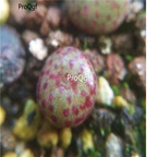 250usd Ngryise 50pcs obcordellum SB1193 seed