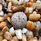 250usd Ngryise 50pcs obcordellum ssp. giftbergense seed