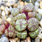 250usd Ngryise 50pcs obcordellum ssp. rolfii RR1003 seed