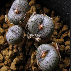 250usd Ngryise 50pcs obcordellum stenandrum LAV28279 seed