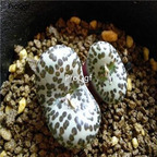 250usd Ngryise 50pcs obcordellum Sterkfontein seed