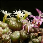 250Usd ngryise 50pcs obcordellum subsp. rolfii RR 1003 seed