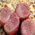 250usd ngryise 50pcs obcordellum ursprungianum CR1408 seed