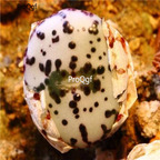 250usd ngryise 50pcs obcordellum ursprungianum white black potted seed