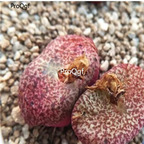 250usd Ngryise 50pcs obcordellum v.ceresianum stayneri seed