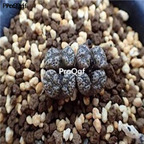 250usd Ngryise 50pcs C.pellucidum Rietberg seed