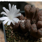 250usd Ngryise 50pcs conophytum pellucidum argent TS460 seed