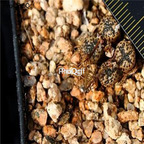 250usd Ngryise 50pcs Conophytum pellucidum kamieskroon seed