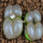 250usd Ngryise 50pcs Conophytum pellucidum pardicolor seed