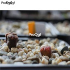 250usd Ngryise 50pcs Conophytum pellucidum subsp. pellucidum seed