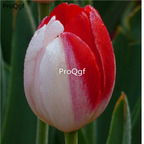 10usd white red Ngryise 10pcs Tulipa gesneriana tulip Flower Bulb