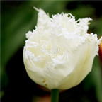 10usd susu white Ngryise 10pcs Tulipa gesneriana tulip Flower Bulb