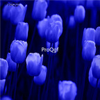 10usd dark blue Ngryise 10pcs Tulipa gesneriana tulip Flower Bulb