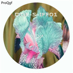 15usd 300Pcs A Set blue pink double color iris flower hot Seed DGF-S-IFF01