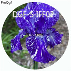 15usd Ngryise 300Pcs A Set blue white stripe double color iris flower hot Seed DGF-S-IFF02