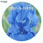 15usd Ngryise 300Pcs A Set dark blue color iris flower hot Seed DGF-S-IFF03