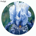 15usd Ngryise 300Pcs A Set double blue stripe color iris flower hot Seed DGF-S-IFF04