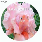15usd Ngryise 300Pcs A Set nice pink color iris flower hot Seed DGF-S-IFF06