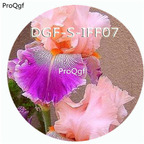 15usd Ngryise 300Pcs A Set pink purple double color iris flower hot Seed DGF-S-IFF07