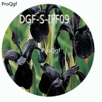 15usd Ngryise 300Pcs A Set Unique Black Color Iris Flower hot Seed DGF-S-IFF09