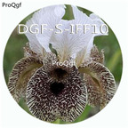 15usd Ngryise 300Pcs A Set white brown potted iris flower hot Seed DGF-S-IFF10