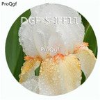 15usd Ngryise 300Pcs A Set white yellow double color iris flower hot Seed DGF-S-IFF11