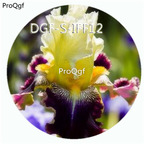 15usd Ngryise 300Pcs A Set yellow purple double color iris flower hot Seed DGF-S-IFF12