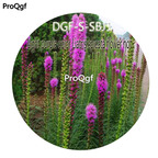 19usd Ngryise 3000Pcs A Set Seed  Light Purple Color Liatris Spicata Flower hot DGF-S-SBJ1