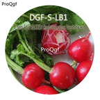 16usd Ngryise 2000Pcs A Set Cherry Style RADDISH Raphanus sativus Vegetable Hot Seed DGF-S-LB1