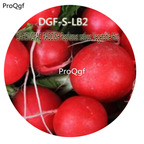 16usd Ngryise 2000Pcs A Set DAHONGPAO RADDISH Raphanus sativus Vegetable Hot Seed DGF-S-LB2