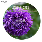 16usd Ngryise 3000Pcs A Set Blue color ASTER FLOWER Callistephus chinensis flower hot Seed DGF-S-CJ11