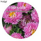 16usd Ngryise 3000Pcs A Set Dark Pink color ASTER FLOWER Callistephus chinensis flower hot Seed DGF-S-CJ12