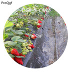 16usd Ngryise 3000Pcs A Set FLANGE Strawberry Fruit Fragaria Ananassa hot Seed DGF-S-CM2