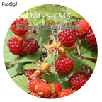 16usd Ngryise 3000Pcs A Set LIE E Strawberry Fruit Fragaria Ananassa hot Seed DGF-S-CM3