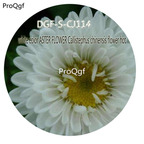 16usd Ngryise 3000Pcs A Set White color ASTER FLOWER Callistephus chinensis flower hot Seed DGF-S-CJ14