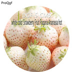 16usd Ngryise 3000Pcs A Set WHITE COLOR Strawberry Fruit Fragaria Ananassa hot Seed DGF-S-CM6