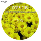 16usd Ngryise 3000Pcs A Set YELLOW COLOR ASTER FLOWER Callistephus chinensis flower hot Seed DGF-S-CJ15