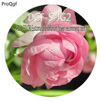 16usd Ngryise 3000Pcs A Set Pink Color Eustoma Grandiflorum Flower Recommend Item hot Seed DGF-S-JG2