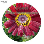 16usd Ngryise 5000Pcs A Set Dark Red Color Chrysan themum carinatum flower hot Seed DGF-S-HHJ1