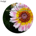 16usd Ngryise 5000Pcs A Set Pink Color Chrysan themum carinatum flower hot Seed DGF-S-HHJ2