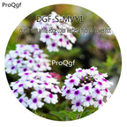 16usd Ngryise 5000Pcs A Set Purple With White Edge Color Verbena Hybrida Flower hot Seed DGF-S-MVY1