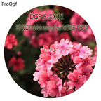 16usd Ngryise 5000Pcs A Set RED COLOR Lobularia maritima flower hot SWEET ALYSSUM Seed DGF-S-XXQ1