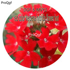 16usd Ngryise 5000Pcs A Set Red Color Verbena Hybrida Flower hot Seed DGF-S-MVY2