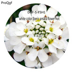 16usd Ngryise 5000Pcs A Set Seed White Color Iberis Amara Flower seed hot DGF-S-FSH1